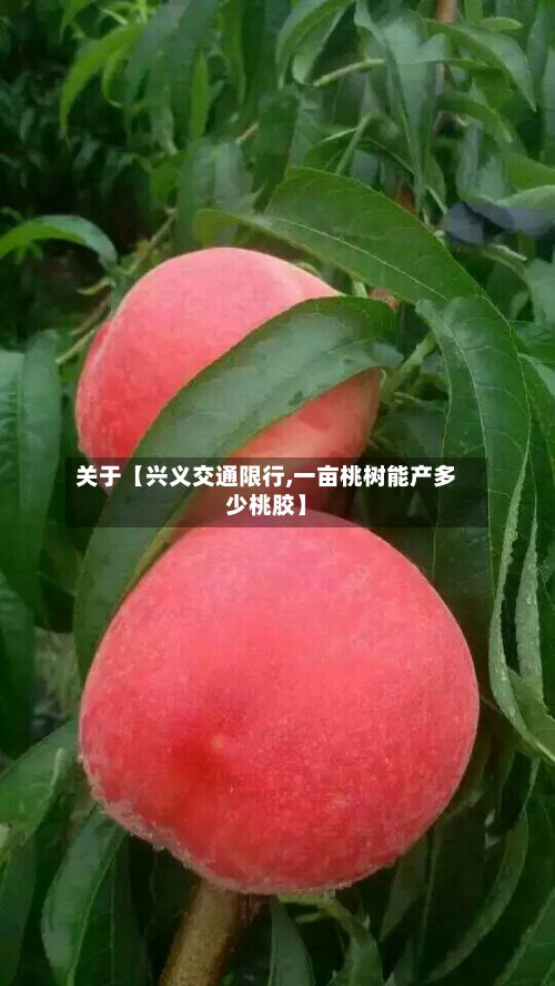 关于【兴义交通限行,一亩桃树能产多少桃胶】