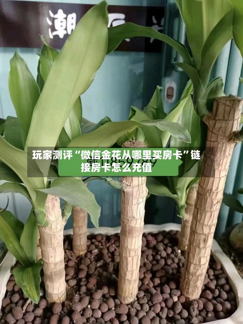玩家测评“微信金花从哪里买房卡	”链接房卡怎么充值-第2张图片
