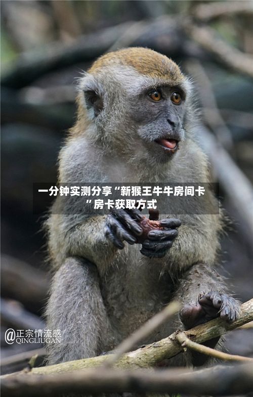 一分钟实测分享“新猴王牛牛房间卡”房卡获取方式