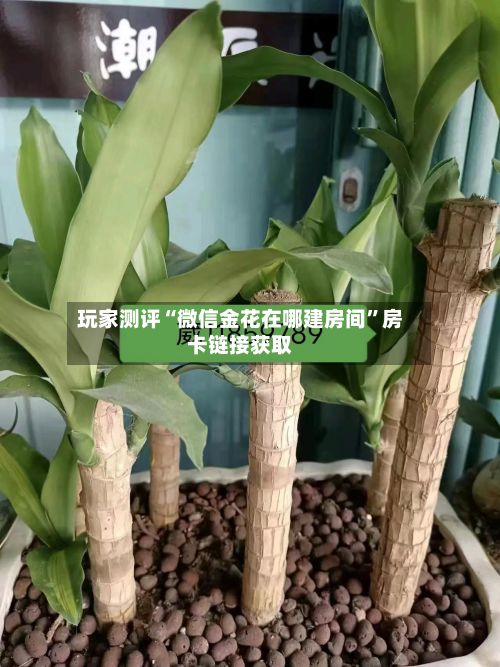 玩家测评“微信金花在哪建房间”房卡链接获取