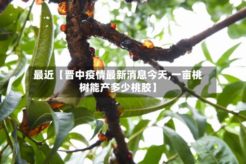 最近【晋中疫情最新消息今天,一亩桃树能产多少桃胶】-第1张图片