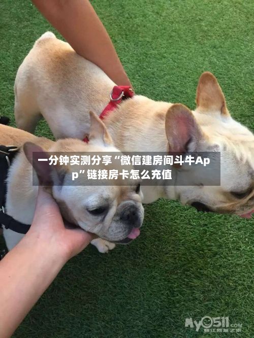 一分钟实测分享“微信建房间斗牛App”链接房卡怎么充值-第2张图片